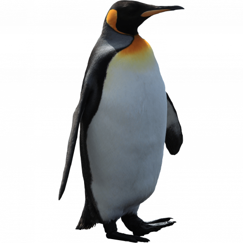 imperator penguin walk